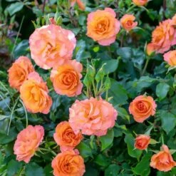 Rosier MESSAGE ® D’Espoir Meishamalo -Garden Supplies Sales Shop 3085d rosier message d espoir meishamalo mi t1000