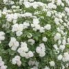 Rosier Demi-tige Crème CHANTILLY ® Meiradena 1 Rosier Demi-tige Crème CHANTILLY ® Meiradena -Garden Supplies Sales Shop 3086 3971 rosier demi tige cr me chantilly meiradena t1000 2