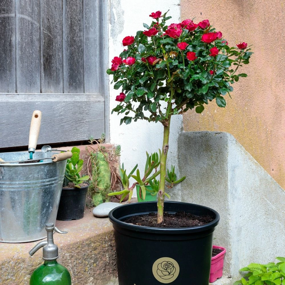 Rosier Mini-tige ZEPETI ® Meibenbino 10 Rosier Mini-tige ZEPETI ® Meibenbino - Image 8