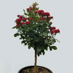 Rosier Mini-tige ZEPETI ® Meibenbino 21 Rosier Mini-tige ZEPETI ® Meibenbino -Garden Supplies Sales Shop 3127a rosier mini tige zepeti meibenbino t1000