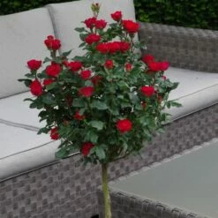 Rosier Mini-tige ZEPETI ® Meibenbino 17 Rosier Mini-tige ZEPETI ® Meibenbino -Garden Supplies Sales Shop 3127a rosier mini tige zepeti meibenbino t1000 1