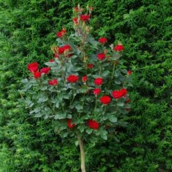 Rosier Mini-tige ZEPETI ® Meibenbino 18 Rosier Mini-tige ZEPETI ® Meibenbino -Garden Supplies Sales Shop 3127b rosier mini tige zepeti meibenbino t1000