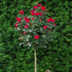 Rosier Mini-tige ZEPETI ® Meibenbino 20 Rosier Mini-tige ZEPETI ® Meibenbino -Garden Supplies Sales Shop 3127c rosier mini tige zepeti meibenbino t1000