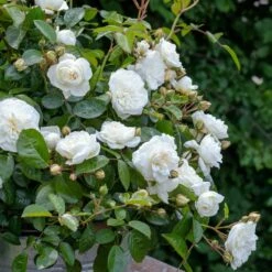 Rosier MARINA PICASSO ® Meidyceus -Garden Supplies Sales Shop 3128 2934b rosier marina picasso meidyceus mm t1000