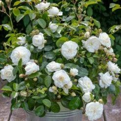 Rosier MARINA PICASSO ® Meidyceus -Garden Supplies Sales Shop 3128 2934c rosier marina picasso meidyceus mm t1000