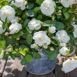 Rosier MARINA PICASSO ® Meidyceus -Garden Supplies Sales Shop 3128 2934e rosier marina picasso meidyceus mm t1000