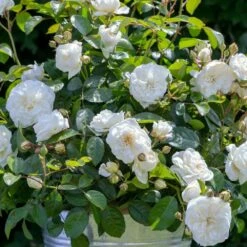 Rosier MARINA PICASSO ® Meidyceus -Garden Supplies Sales Shop 3128 2934f rosier marina picasso meidyceus mm t1000