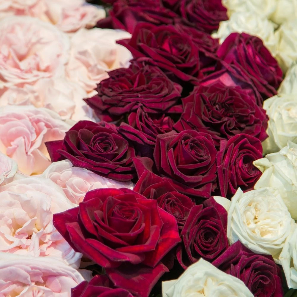 Rosier Black PERFUMELLA ® Meizhoro 4 Rosier Black PERFUMELLA ® Meizhoro - Image 2