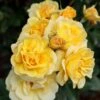 Rosier Grimpant Golden PAREO ® Meipiyou
