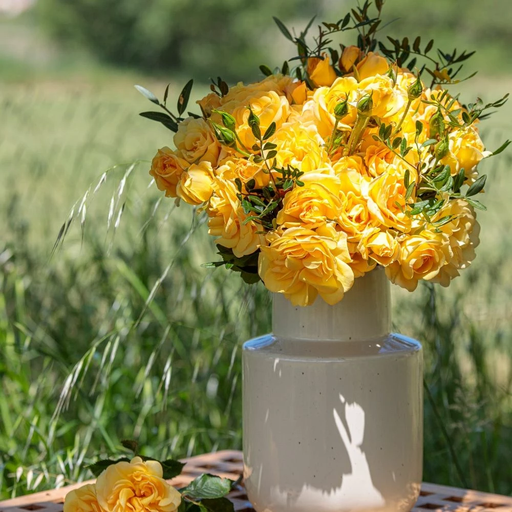 Rosier Grimpant Golden PAREO ® Meipiyou 4 Rosier Grimpant Golden PAREO ® Meipiyou - Image 2