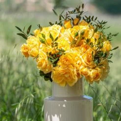 Rosier Grimpant Golden PAREO ® Meipiyou 10 Rosier Grimpant Golden PAREO ® Meipiyou -Garden Supplies Sales Shop 3135 2911c rosier grimpant golden pareo meipiyou mi t1000