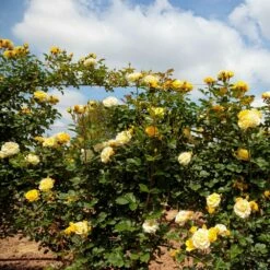 Rosier Grimpant Golden PAREO ® Meipiyou 11 Rosier Grimpant Golden PAREO ® Meipiyou -Garden Supplies Sales Shop 3135 2911d rosier grimpant golden pareo meipiyou mi t1000