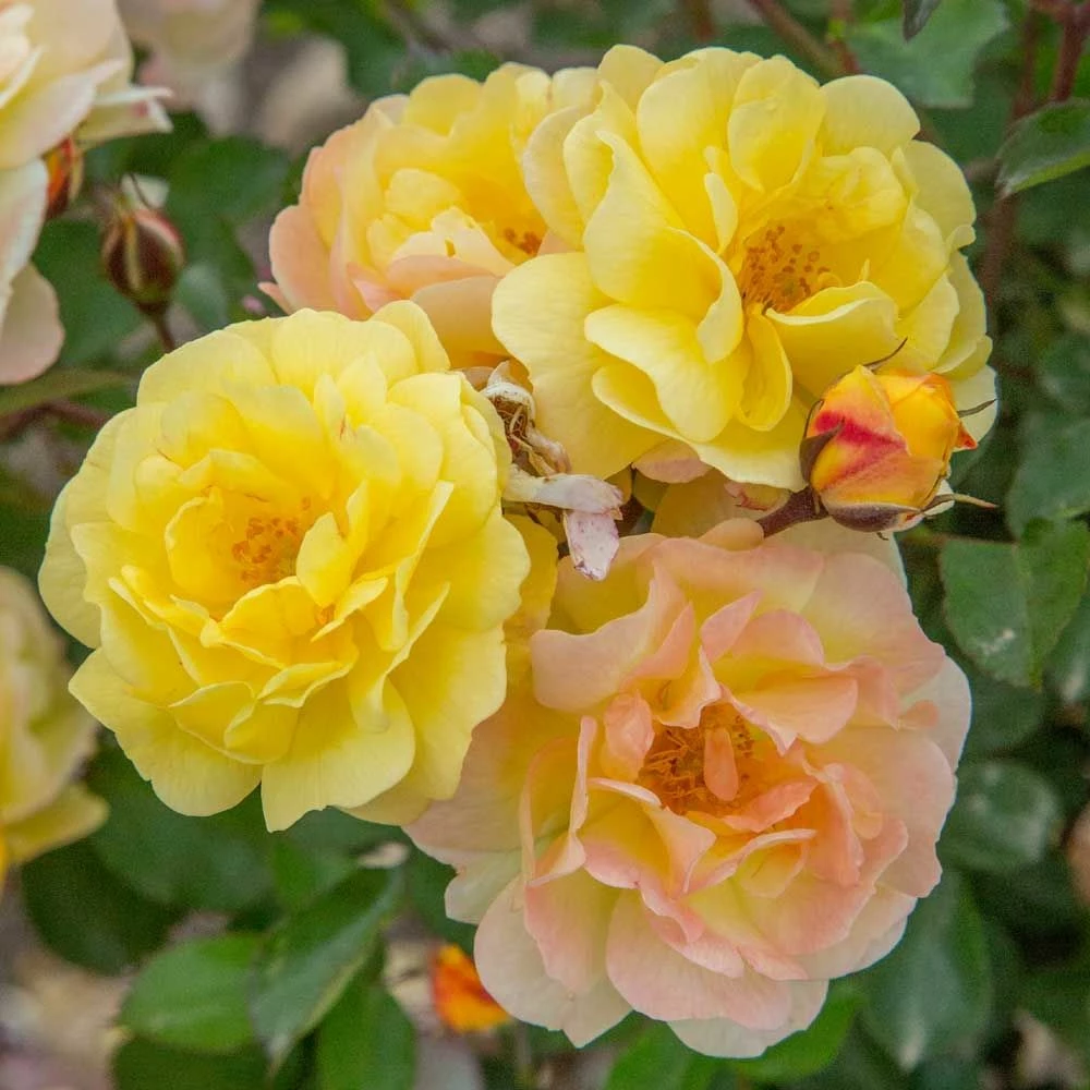 Rosier REVE DE PARIS ® Meilowmye 3 Rosier REVE DE PARIS ® Meilowmye