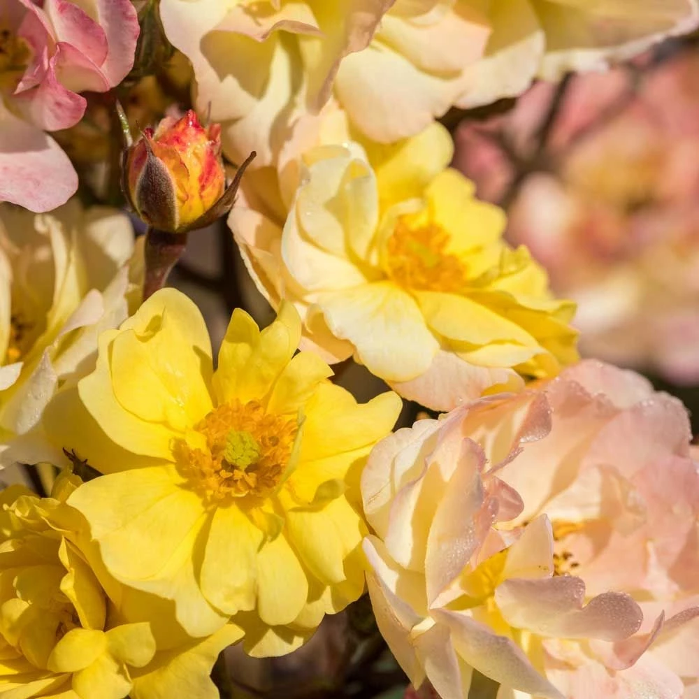 Rosier REVE DE PARIS ® Meilowmye 4 Rosier REVE DE PARIS ® Meilowmye - Image 2