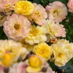 Rosier REVE DE PARIS ® Meilowmye 10 Rosier REVE DE PARIS ® Meilowmye -Garden Supplies Sales Shop 3150b reve de paris meilowmye mm t1000