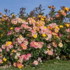 Rosier REVE DE PARIS ® Meilowmye 11 Rosier REVE DE PARIS ® Meilowmye -Garden Supplies Sales Shop 3150c reve de paris meilowmye mm hd t1000