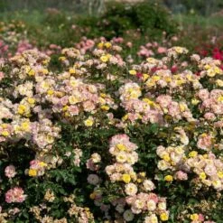 Rosier REVE DE PARIS ® Meilowmye 12 Rosier REVE DE PARIS ® Meilowmye -Garden Supplies Sales Shop 3150d reve de paris meilowmye mm t1000