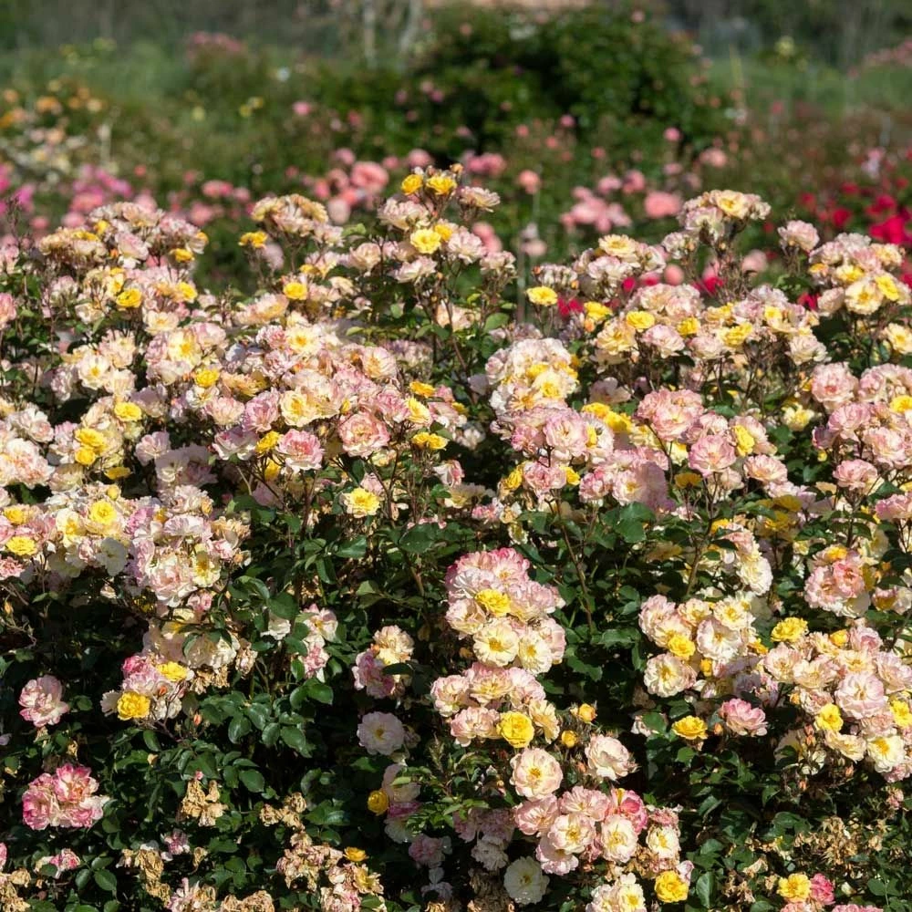 Rosier REVE DE PARIS ® Meilowmye 7 Rosier REVE DE PARIS ® Meilowmye - Image 5