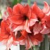 Amaryllis Charisma -Garden Supplies Sales Shop 4105 amaryllis charisma ho pm151889 1