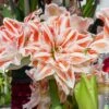 Amaryllis Double Dancing Queen -Garden Supplies Sales Shop 4106 amaryllis dancing queen