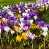30 Crocus à Grandes Fleurs En Mélange -Garden Supplies Sales Shop 4116 crocus en m lange shutterstock 1893576856 t1000