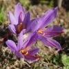 Crocus Safran -Garden Supplies Sales Shop 4124 bulbes crocus safran pixabay 2828532 t1000