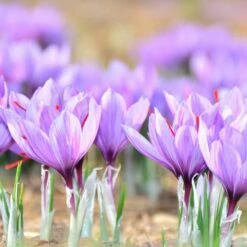 Crocus Safran -Garden Supplies Sales Shop 4124 crocus safran l8b7 oaup2k unsplash t1000