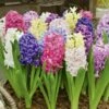 Jacinthes à Massifs En Mélange -Garden Supplies Sales Shop 4130 jacinthes massifs en m lange t1000