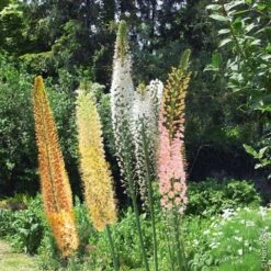 Eremurus Shelford Hybride En Mélange