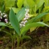 Muguet Rose -Garden Supplies Sales Shop 4144hi
