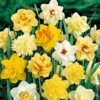 Narcisses Doubles En Mélange
