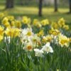 Narcisses Simples En Mélange