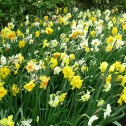 Narcisses Simples En Mélange -Garden Supplies Sales Shop 4157a narcisses simples en m lange t1000