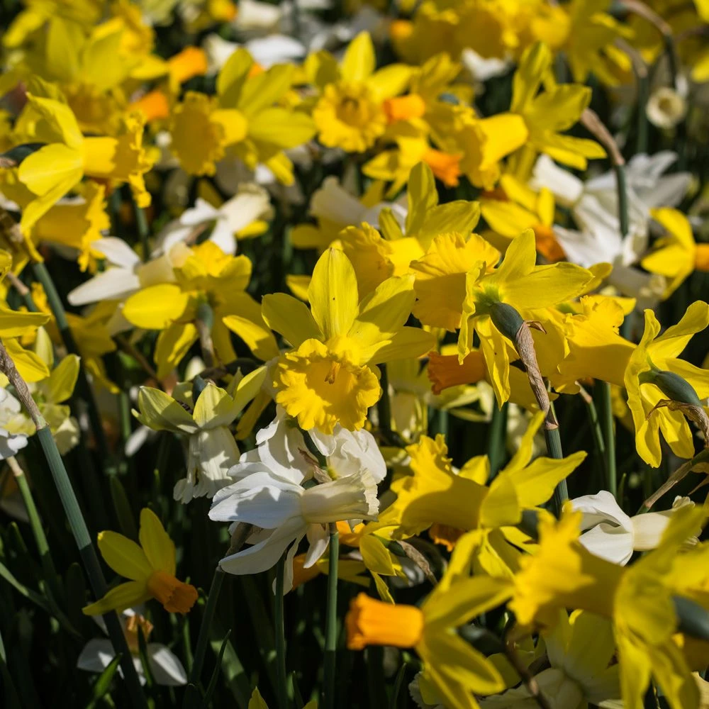 Narcisses De Rocailles Mélange Printanissimo 4 Narcisses De Rocailles Mélange Printanissimo - Image 2