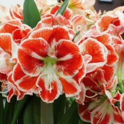 Amaryllis Rouge Samba
