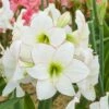 Amaryllis Blanc Picotee 1 Amaryllis Blanc Picotee -Garden Supplies Sales Shop 4166 amaryllis picotee hd pl171007 horticolor t1000