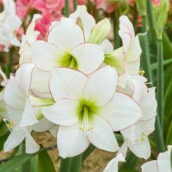 Amaryllis Blanc Picotee