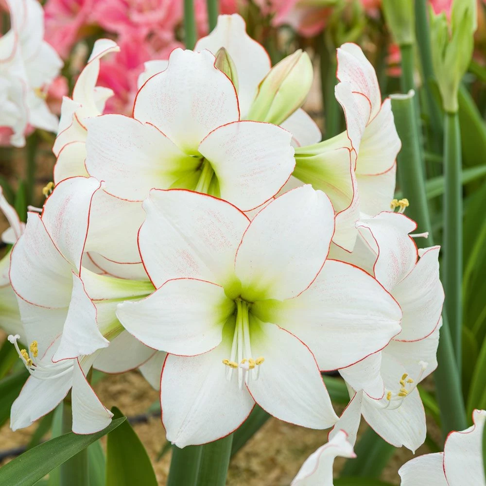 Amaryllis Blanc Picotee 3 Amaryllis Blanc Picotee
