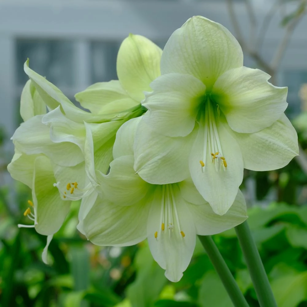 Amaryllis Jaune Lemon Lime 4 Amaryllis Jaune Lemon Lime - Image 2