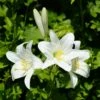 Lis De La Madone, Lis Blanc Ou Lilium Candidum -Garden Supplies Sales Shop 4172 lys de la madone 1000