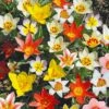Tulipes Botaniques Mélange Miracle -Garden Supplies Sales Shop 4203 4903 horticolor 4642