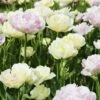 Tulipes Doubles à Fleurs De Pivoines Mélange Symphonie -Garden Supplies Sales Shop 4235 tulipes doubles fleurs de pivoines m lange symphonie t1000