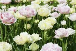 Tulipes Doubles à Fleurs De Pivoines Mélange Symphonie -Garden Supplies Sales Shop 4235 2