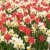 Assortiment Victoire : Narcisses + Tulipes -Garden Supplies Sales Shop 4236 4966 assortiment victoire