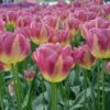 Tulipe Triomphe Boston -Garden Supplies Sales Shop 4244a tulipe triomphe boston t1000
