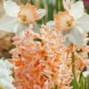 Assortiment Les Abricots : Narcisses + Jacinthes -Garden Supplies Sales Shop 4252 4959 assortiment les abricots