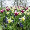 Assortiment Champêtre : Tulipes + Narcisses + Muscaris