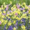 Assortiment Emma : Tulipes + Narcisses + Muscaris -Garden Supplies Sales Shop 4260 assortiment emma t1000