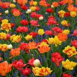 Assortiment Capri : Tulipes Doubles Hâtives + Muscaris