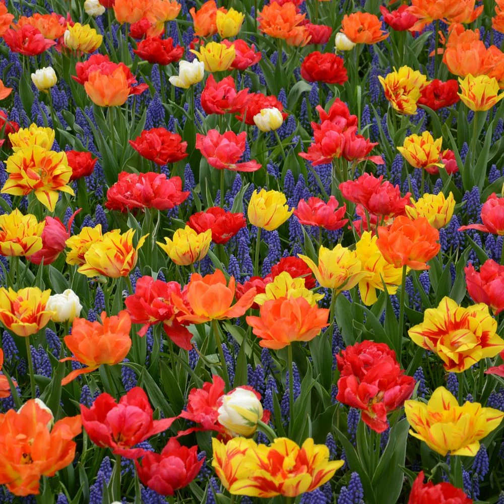 Assortiment Capri : Tulipes Doubles Hâtives + Muscaris 3 Assortiment Capri : Tulipes Doubles Hâtives + Muscaris